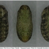 lyc thersamon pupa2 volg12